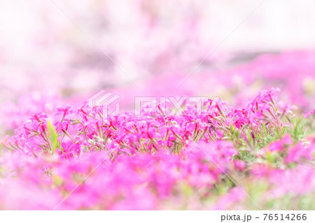 芝桜 芝桜 76514266