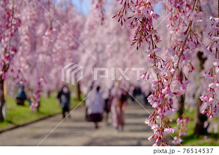 日中線しだれ桜 76514537