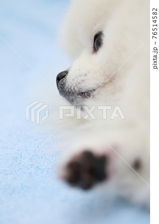 愛犬ポメラニアンの肉球 76514582