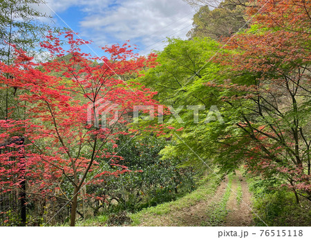熊野古道 紀伊路 糸我峠付近 和歌山県有田市 熊野古道 紀伊路 糸我峠付近 和歌山県有田市 76515118