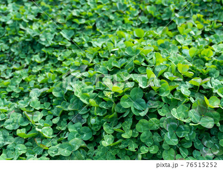 一面の三つ葉のクローバー 一面の三つ葉のクローバー 76515252