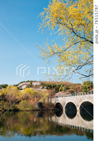 Spring of Seoul grand park in Gwacheon, Korea Spring of Seoul grand park in Gwacheon, Korea 76515787