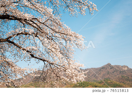 Cherry blossoms and mountain at Seoul grand park in Gwacheon, Korea Cherry blossoms and mountain at Seoul grand park in Gwacheon, Korea 76515813