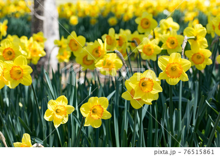 埼玉県秩父市 秩父ミューズパーク スイセン広場 埼玉県秩父市 秩父ミューズパーク スイセン広場 76515861