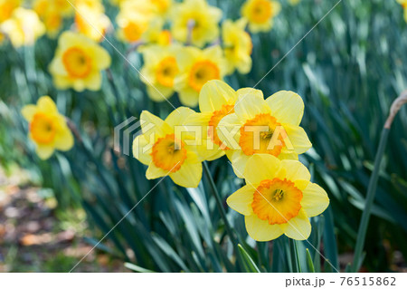 埼玉県秩父市　秩父ミューズパーク　スイセン広場 76515862