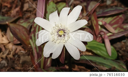 アズマイチゲの花 76516030