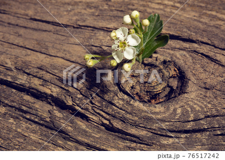 flower grew on an old cracked blackboard, the concept of survival, leadership flower grew on an old cracked blackboard, the concept of survival, leadership 76517242