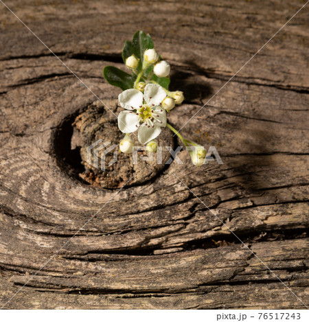 from the crack of an old board rose a flower, the concept of finances from the crack of an old board rose a flower, the concept of finances 76517243