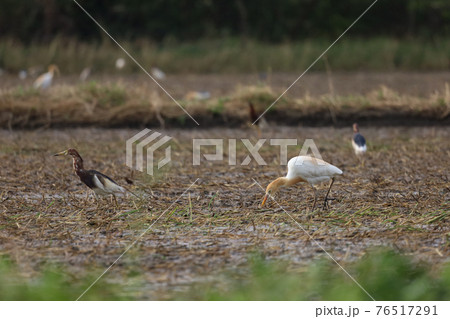 Close up the orange big bird is catch food in paddy field at southeast asia. 76517291
