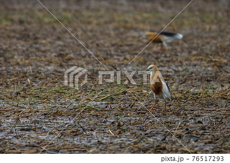 Close up the beautiful bird is catch food in paddy field at southeast asia. Close up the beautiful bird is catch food in paddy field at southeast asia. 76517293