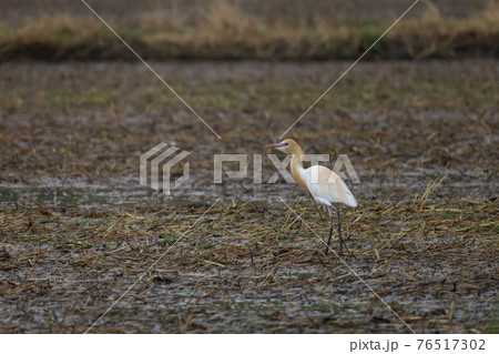 Close up the orange big bird is catch food in paddy field at southeast asia. 76517302