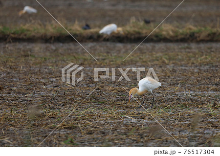 Close up the orange big bird is catch food in paddy field at southeast asia. Close up the orange big bird is catch food in paddy field at southeast asia. 76517304