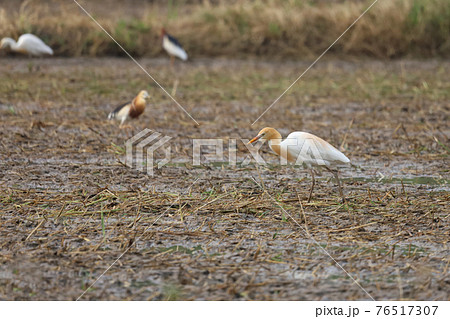 Close up the orange big bird is catch food in paddy field at southeast asia. Close up the orange big bird is catch food in paddy field at southeast asia. 76517307