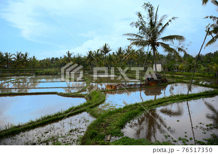 インドネシアのバリ島、ウブドの水田、あぜ道。ライステラス。水鏡。 インドネシアのバリ島、ウブドの水田、あぜ道。ライステラス。水鏡。 76517350
