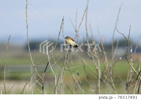 ノビタキ のびたき 北海道野鳥 ノビタキ のびたき 北海道野鳥 76517891