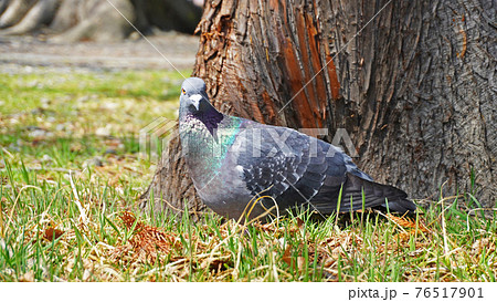 鳩のいる風景＜01＞（公園にいるカワラバト(河原鳩)） 76517901