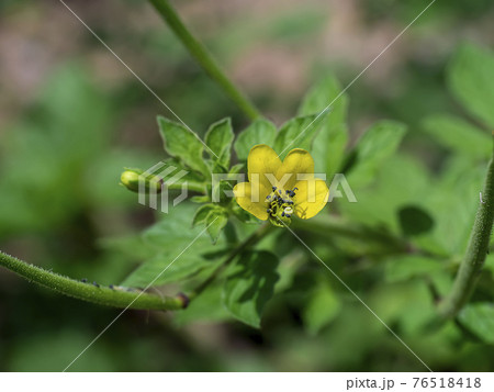 Close up of Asian Spider flower Close up of Asian Spider flower 76518418