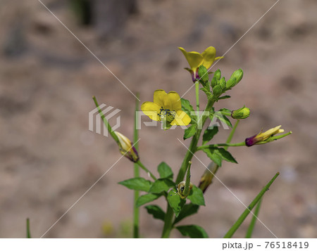 Close up of Asian Spider flower 76518419
