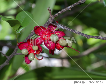 Close up seed of Micky mouse tree on branch with blur background. Close up seed of Micky mouse tree on branch with blur background. 76518447