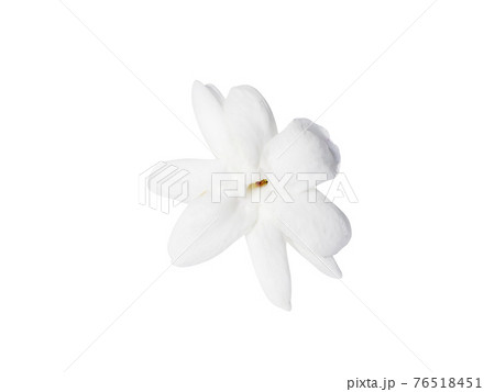 Close up of white jasmine flower isolate on white background. 76518451