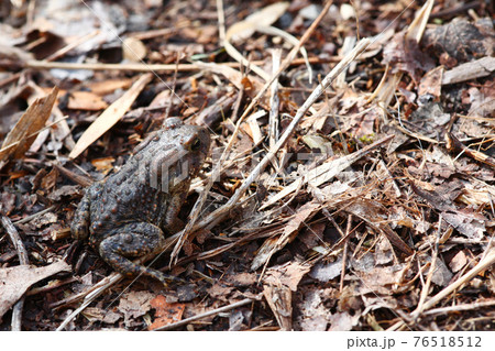 View of a juvenile American Toad, Anaxyrus americanus 76518512