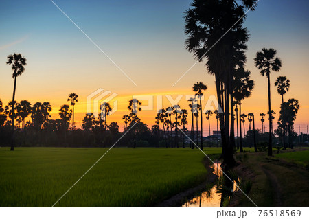 Sugar palm tree and paddy rice farm at sunset 76518569