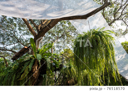 cabin viewpoint on big tree with plant decor cabin viewpoint on big tree with plant decor 76518570