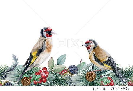 Winter floral seamless border. Two goldfinch birds on endless flower decoration. Seasonal seamless border and wild forest finch birds. Rustic decor with red berries, pine branches and blackberries Winter floral seamless border. Two goldfinch birds on endless flower decoration. Seasonal seamless border and wild forest finch birds. Rustic decor with red berries, pine branches and blackberries 76518937