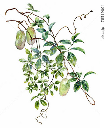 ムベの実 水彩画です ムベの実 水彩画です 76519004