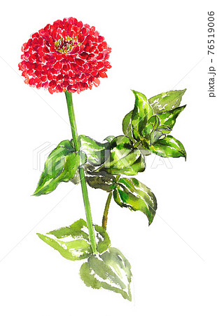 百日草 水彩画です 百日草 水彩画です 76519006