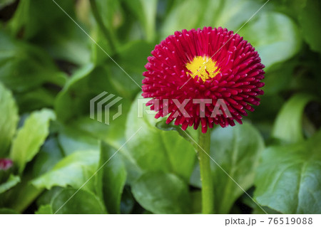 赤色 花 赤 76519088