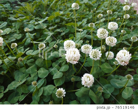 庭に咲くクローバーの葉と花03 庭に咲くクローバーの葉と花03 76519146