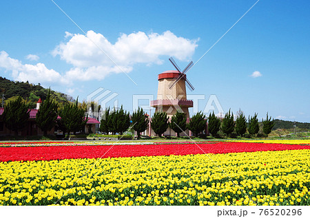 満開のチューリップが広大な畑を鮮やかに彩る春の美しい風景 … 島根県 安来市 伯太町(快晴) 満開のチューリップが広大な畑を鮮やかに彩る春の美しい風景 … 島根県 安来市 伯太町(快晴) 76520296