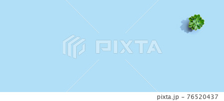 Succulent plant in a pot from above 76520437