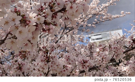 姫路城（工事中）の時の桜 76520536