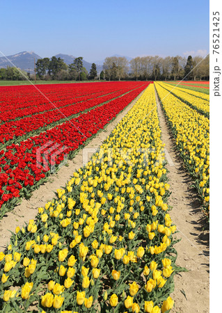 Southern France. Spring landscape. Tulip fields in Provence 76521425