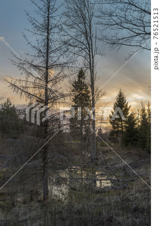 Dark misty forrest scene with dead trees shot on a cloudy morning Dark misty forrest scene with dead trees shot on a cloudy morning 76521513
