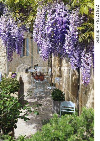 French Village: flowering purple wisteria vine French Village: flowering purple wisteria vine 76521682
