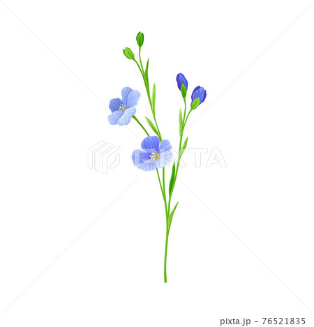 Blue Common Flax or Linseed Cultivated Flowering Plant Specie Vector Illustration 76521835