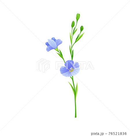 Blue Flax or Linseed Flowers with Five Petals as Cultivated Flowering Plant Specie Vector Illustration Blue Flax or Linseed Flowers with Five Petals as Cultivated Flowering Plant Specie Vector Illustration 76521836