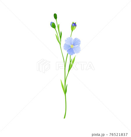 Blue Flax or Linseed Flowers with Five Petals as Cultivated Flowering Plant Specie Vector Illustration 76521837