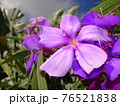 Tibouchina urvilleana pretty purple Princess Flower 76521838