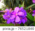 Tibouchina urvilleana pretty purple Princess Flower 76521840