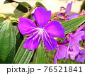 Tibouchina urvilleana pretty purple Princess Flower 76521841