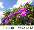 Tibouchina urvilleana pretty purple Princess Flower 76521842