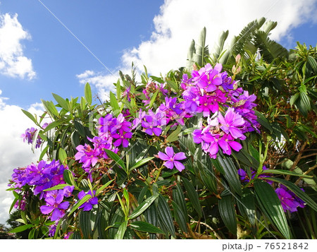 Tibouchina urvilleana pretty purple Princess Flower 76521842