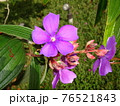 Tibouchina urvilleana pretty purple Princess Flower 76521843