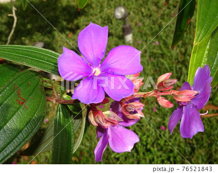 Tibouchina urvilleana pretty purple Princess Flower Tibouchina urvilleana pretty purple Princess Flower 76521843