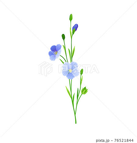 Blue Flax or Linseed Flowers with Five Petals as Cultivated Flowering Plant Specie Vector Illustration Blue Flax or Linseed Flowers with Five Petals as Cultivated Flowering Plant Specie Vector Illustration 76521844