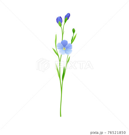 Blue Flax or Linseed Flowers with Five Petals as Cultivated Flowering Plant Specie Vector Illustration 76521850